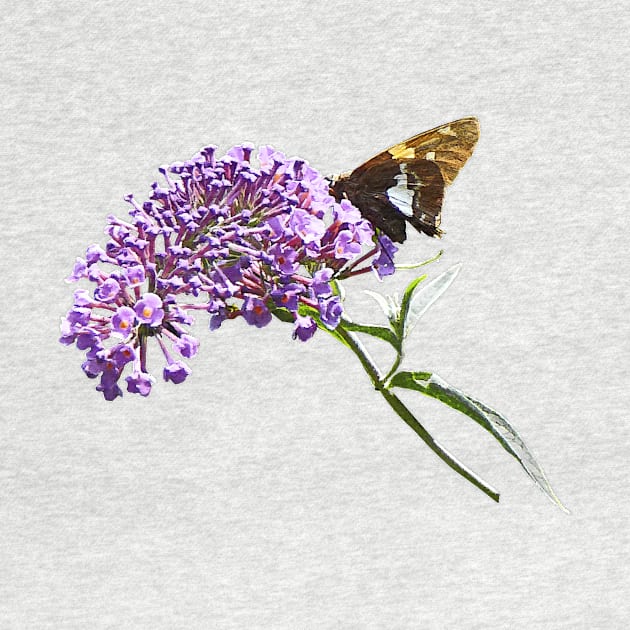 Butterfly Bush - Skipper on Purple Butterfly Bush by SusanSavad